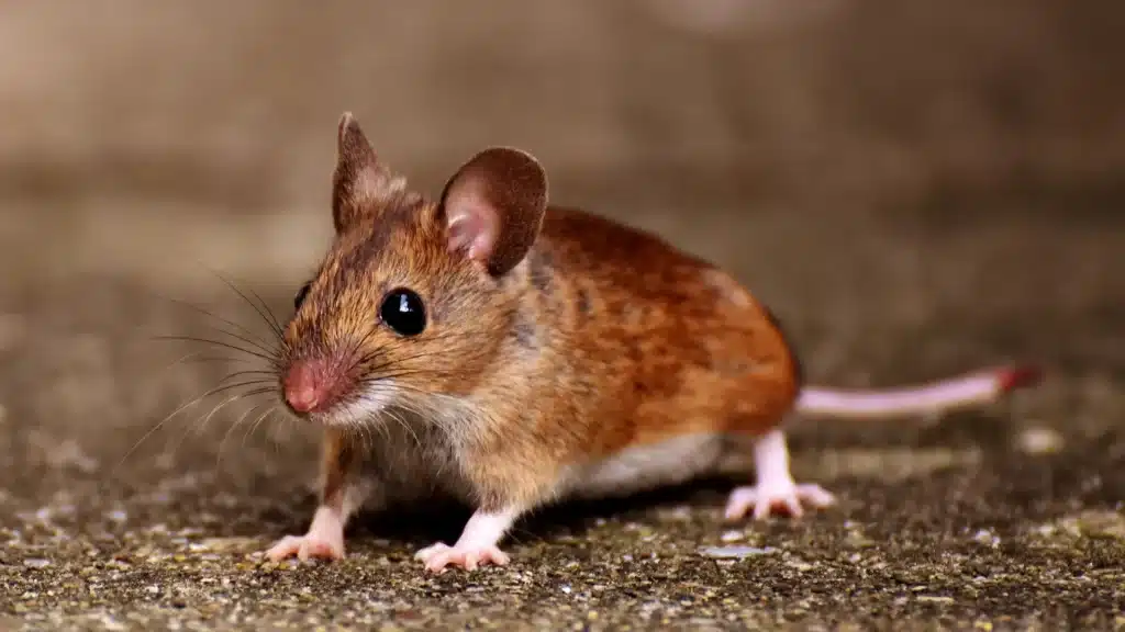 Up close photo of a Mouse