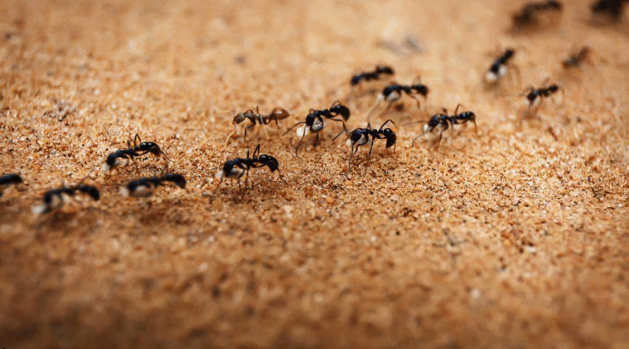 Resources 8 Ants walking along a carpet