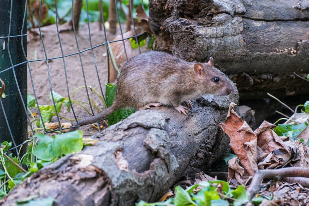 Rat perched on a small stump