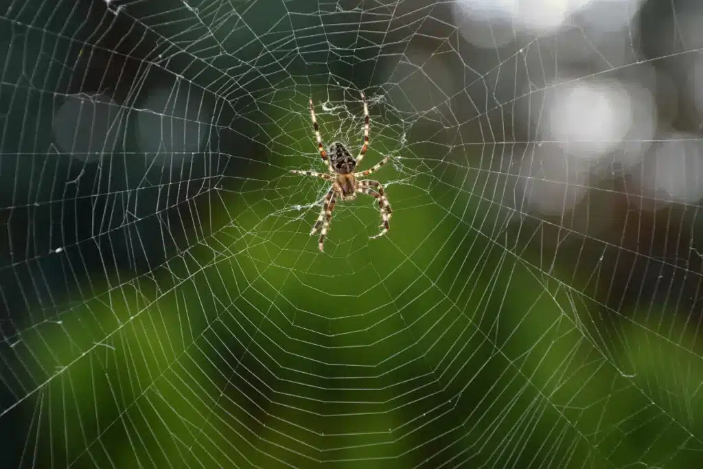 photo of a spider in a web