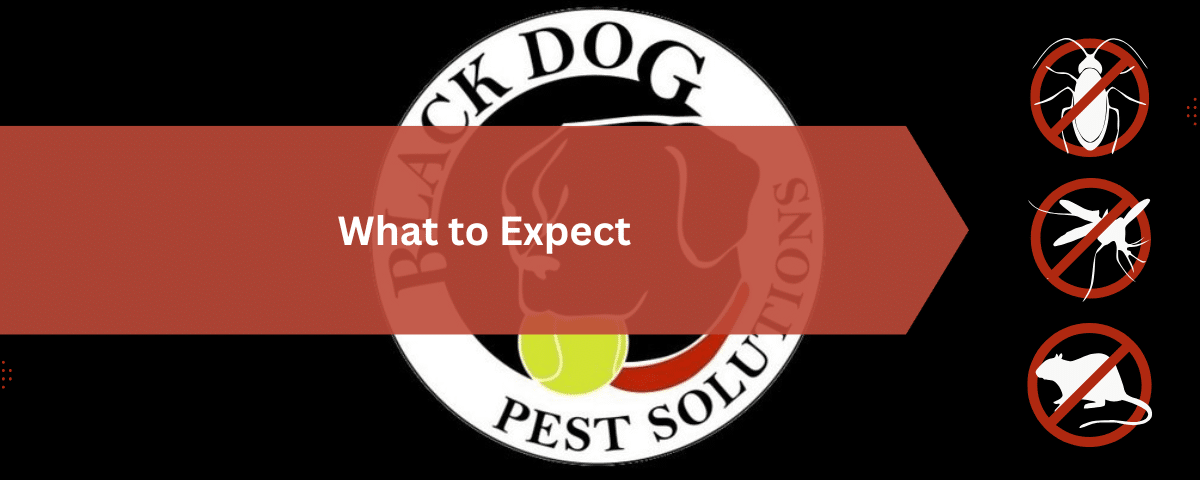 Black Dog Pest Solutions: Pest Control, Termite Treatment & Exterminator Services 6 What to Expect
