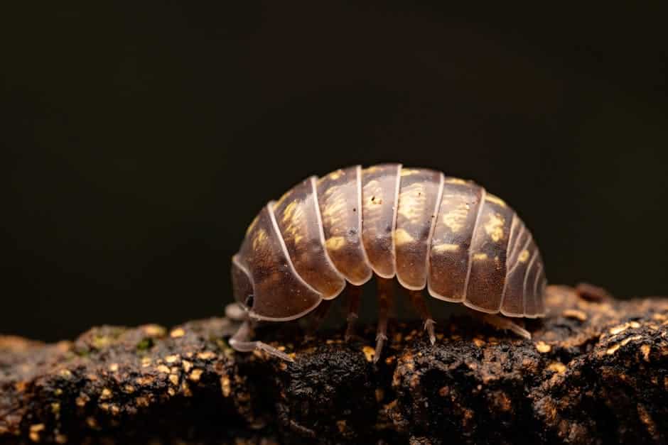 Resources 2 do pill bugs bite