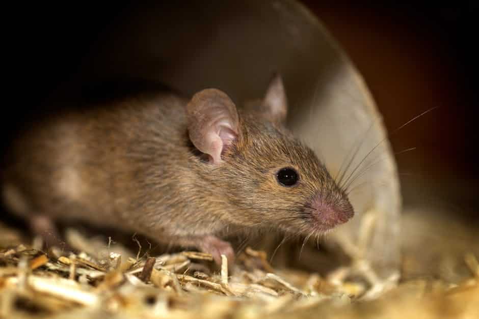 Resources 1 Integrated pest management mice