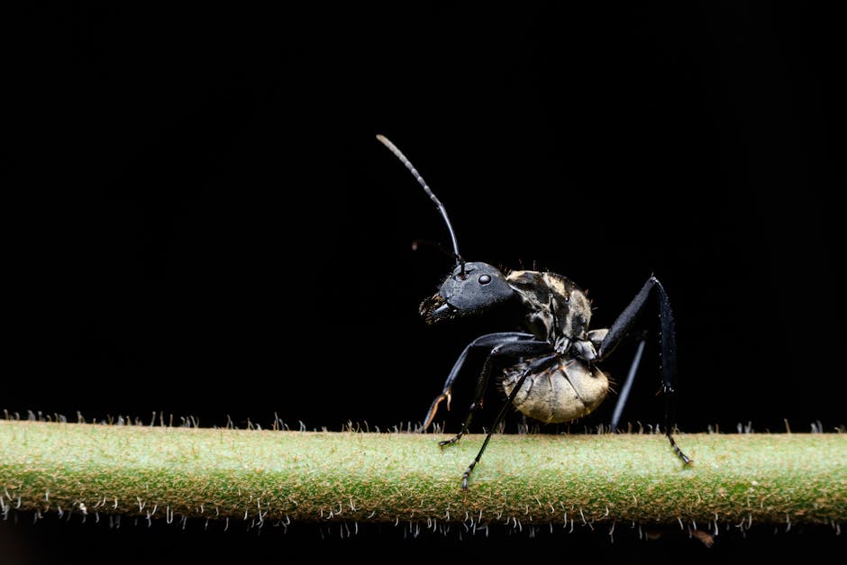 Resources 3 how to get rid of carpenter ants naturally