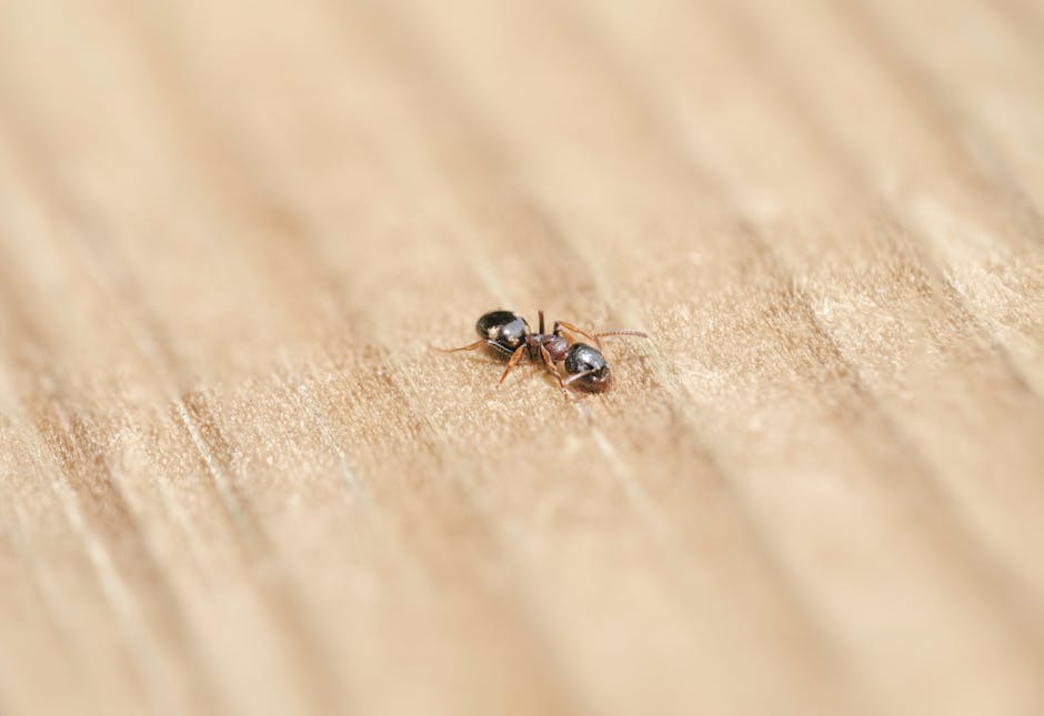 Resources 1 how to get rid of carpenter ants