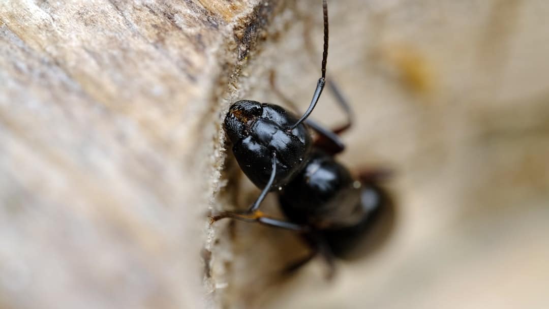 Resources 1 carpenter ants in ohio